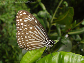 Parantica agleoides agleoides