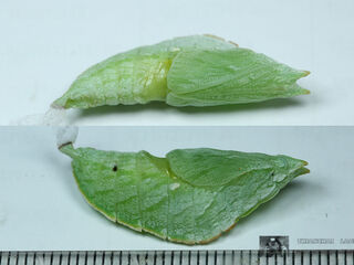 Euripus nyctelius nyctelius