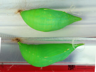 Discophora sondaica zal