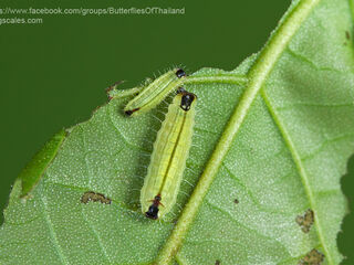 Flos apidanus ahamus