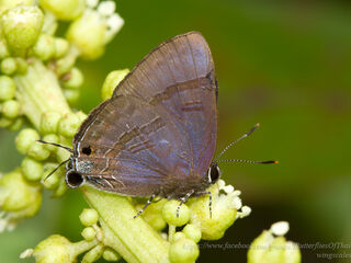 Rapala varuna orseis