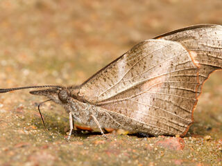 Libythea myrrha sanguinalis