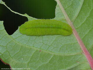 Heliophorus epicles tweediei