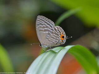 Jamides alecto ageladas