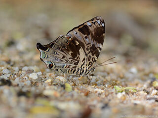 Prothoe franck uniformis