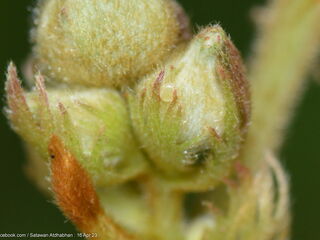 Sinthusa malika amata